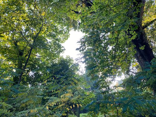 A green canopy of trees